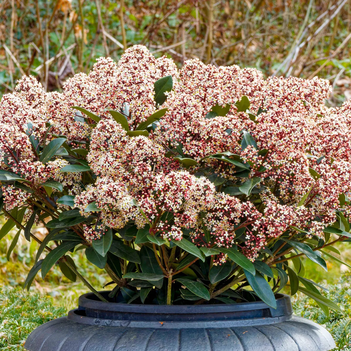 Japanische Skimmia Rubella - Farbe den ganzen Winter