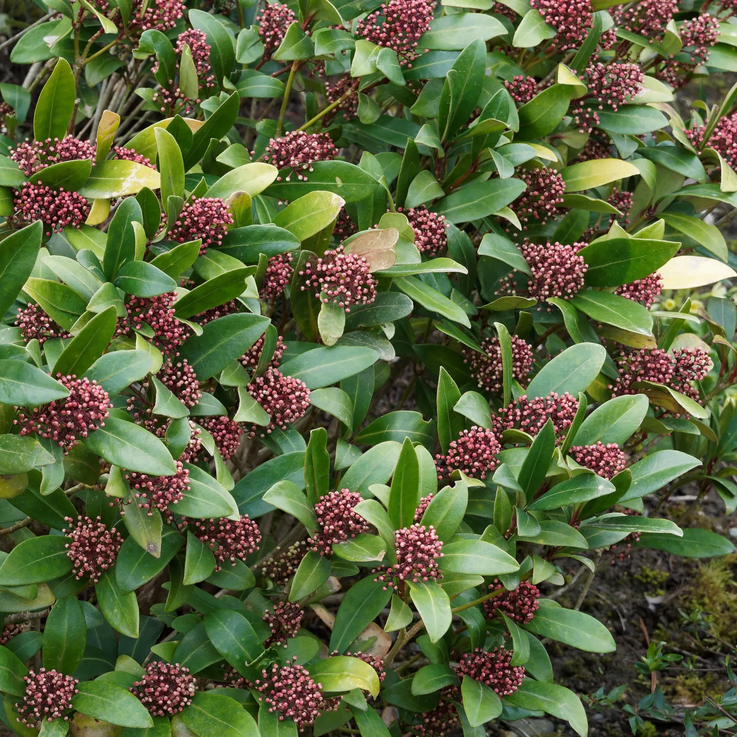 Japanische Skimmia Rubella - Farbe den ganzen Winter