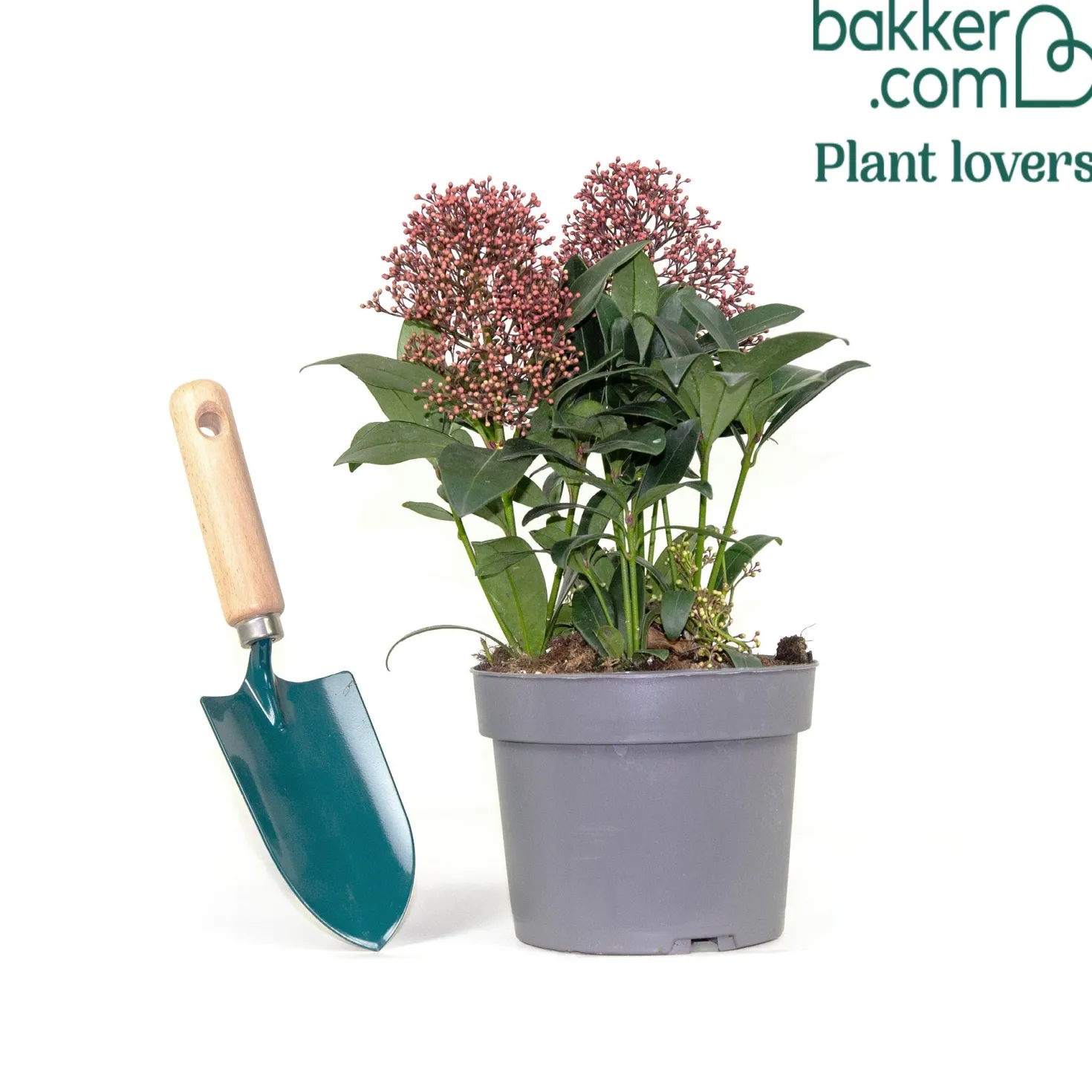 Japanische Skimmia Rubella - Farbe den ganzen Winter