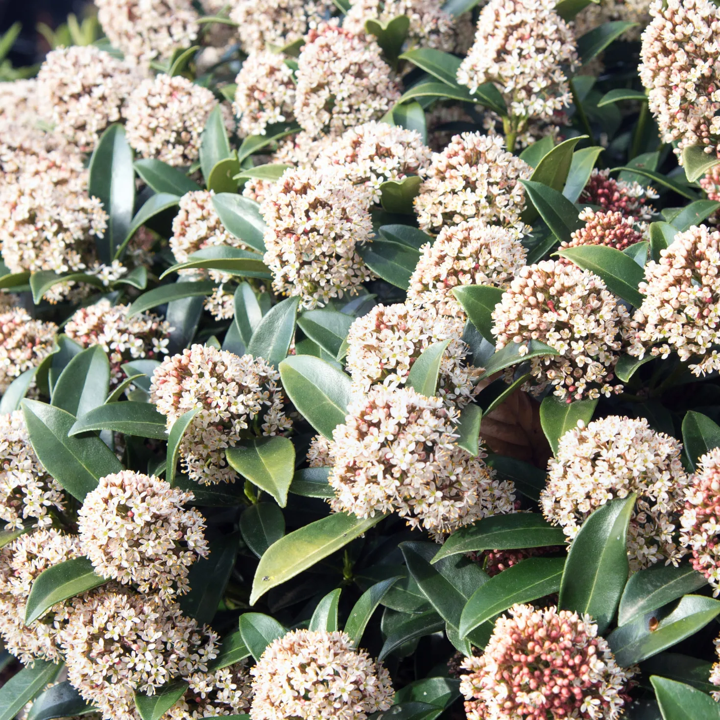 Japanische Skimmie - Farbe im Winter garantiert