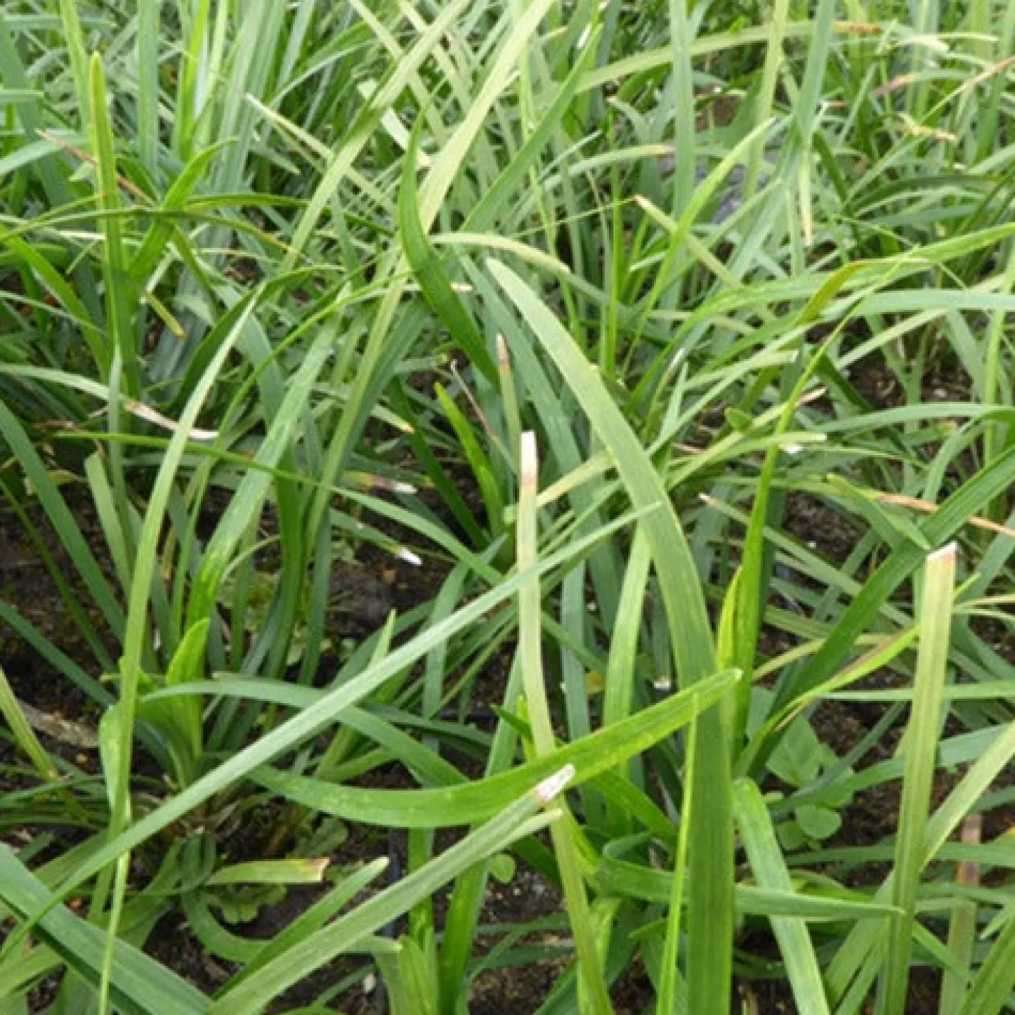 Japanisches Schlangenbartgras - Grüner Teppich ohne Mühe