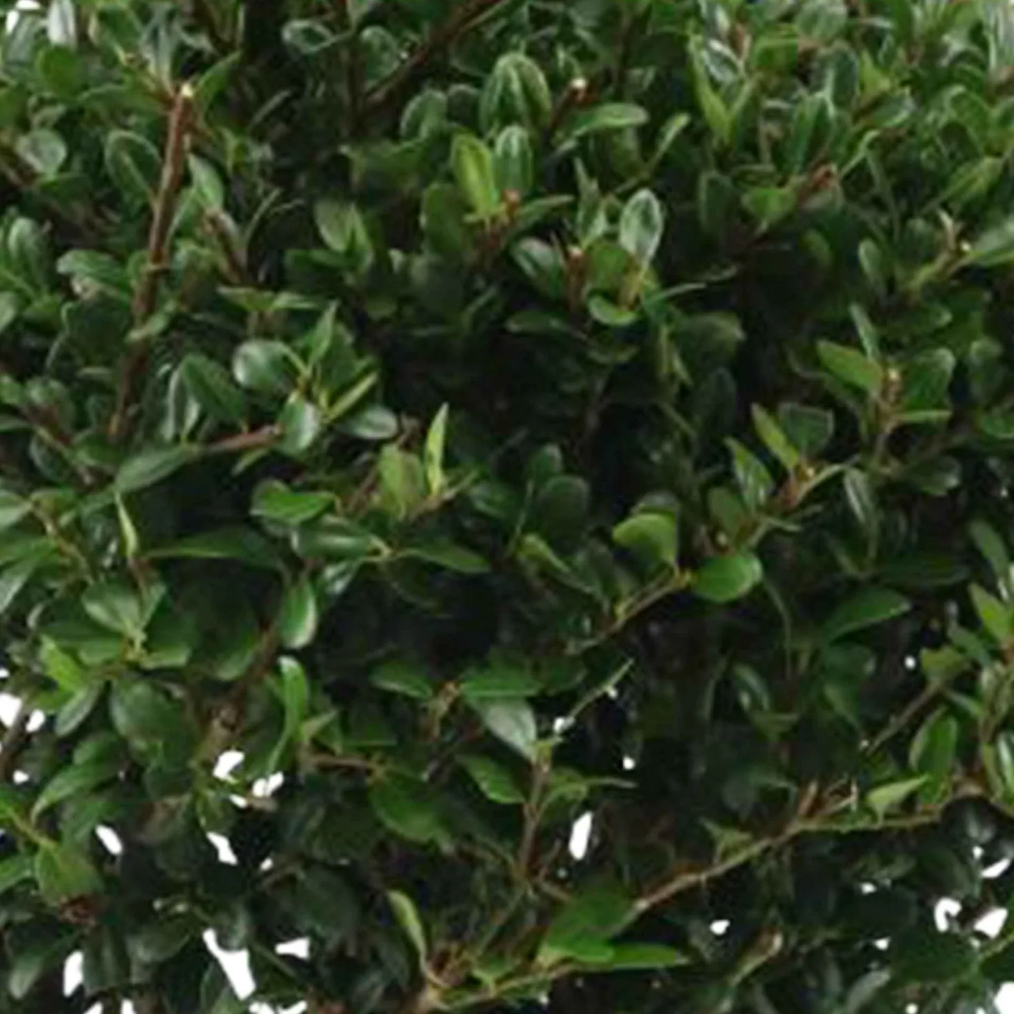 Japanische Stechpalme 'Dark Green'® - Buchsbaum-Ersatz ohne Sorgen