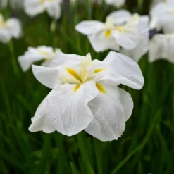 Japanische Sumpf-Schwertlilie White Ladies - Weiße Eleganz am Wasser