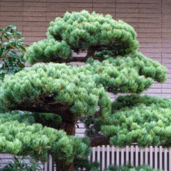 Japanische Weißkiefer ‘Negishi’ - Japan-Stil sofort im Garten