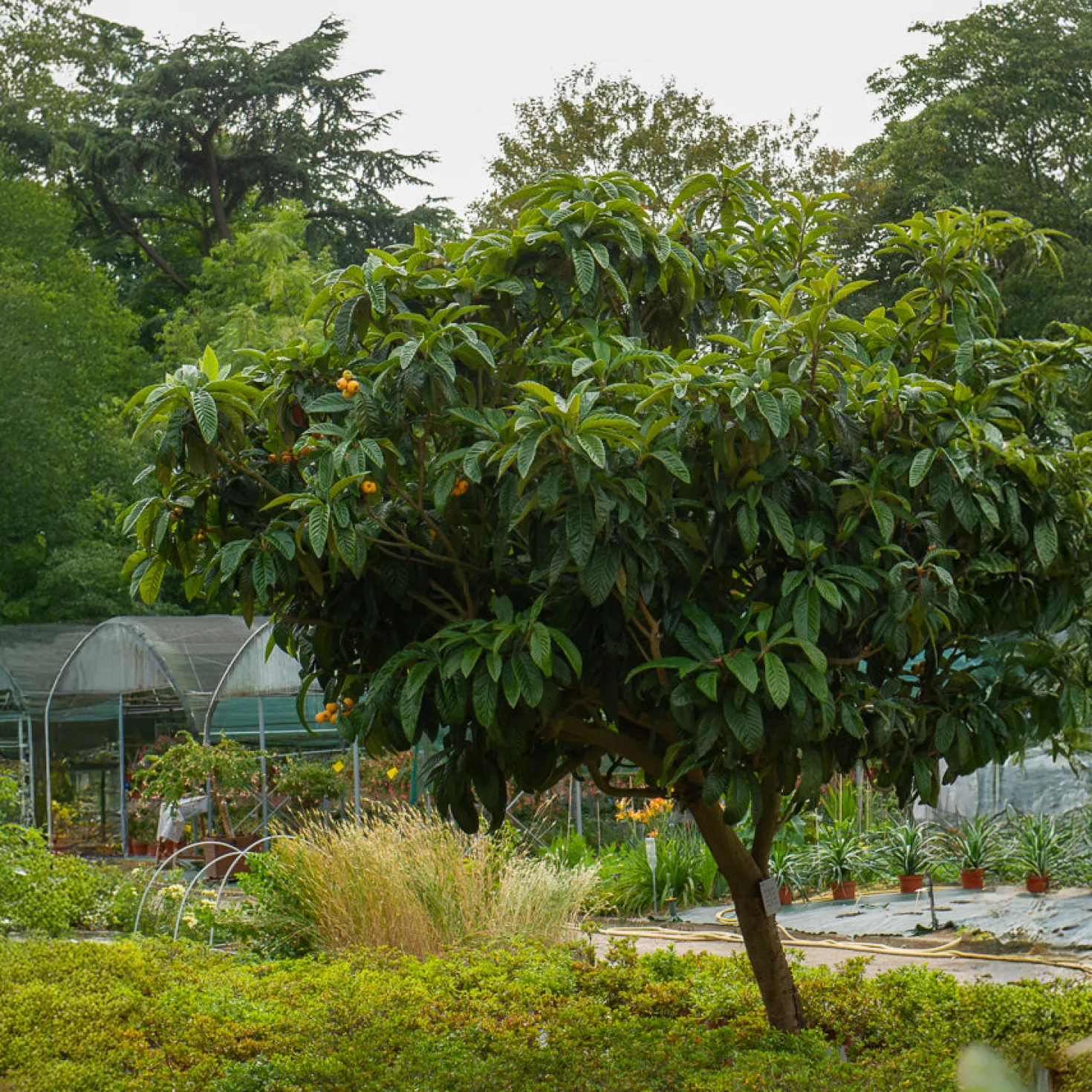 Japanische Wollmispel - Exotische Früchte im Garten