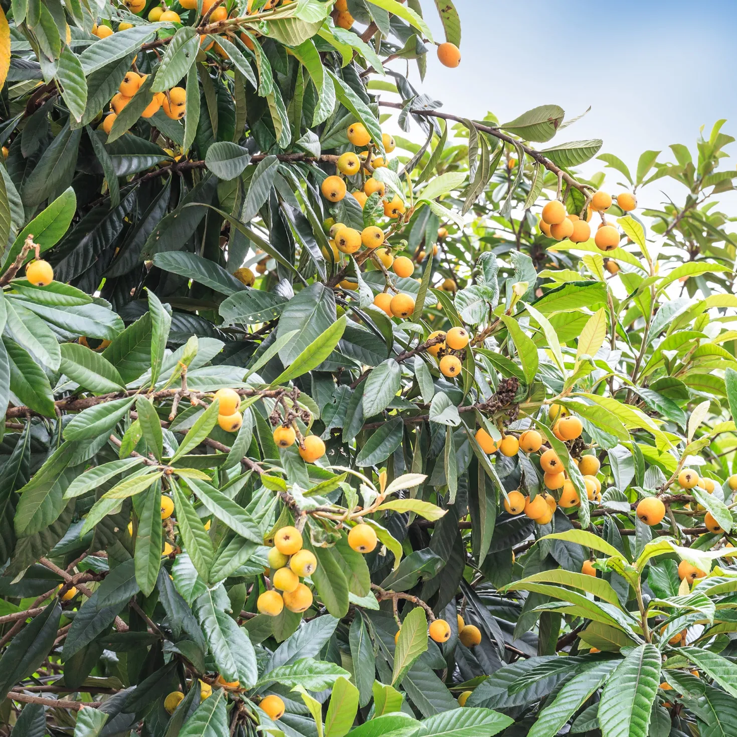 Japanische Wollmispel - Exotische Früchte im Garten