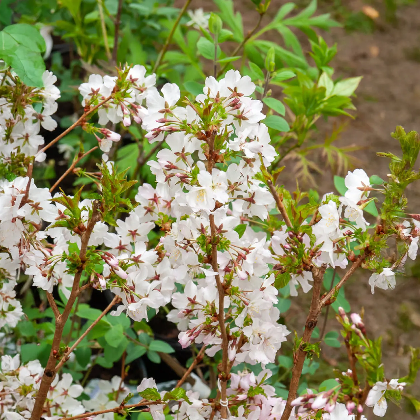 Japanische Zierkirsche Brillant - Weiße Blütenwolke im Frühling