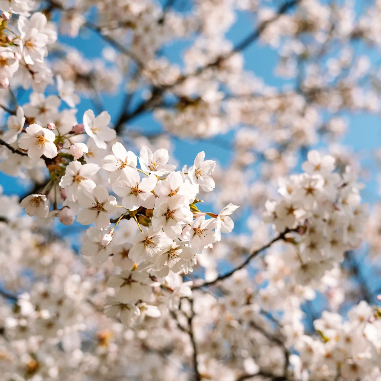 Japanische Zierkirsche Brillant - Weiße Blütenwolke im Frühling