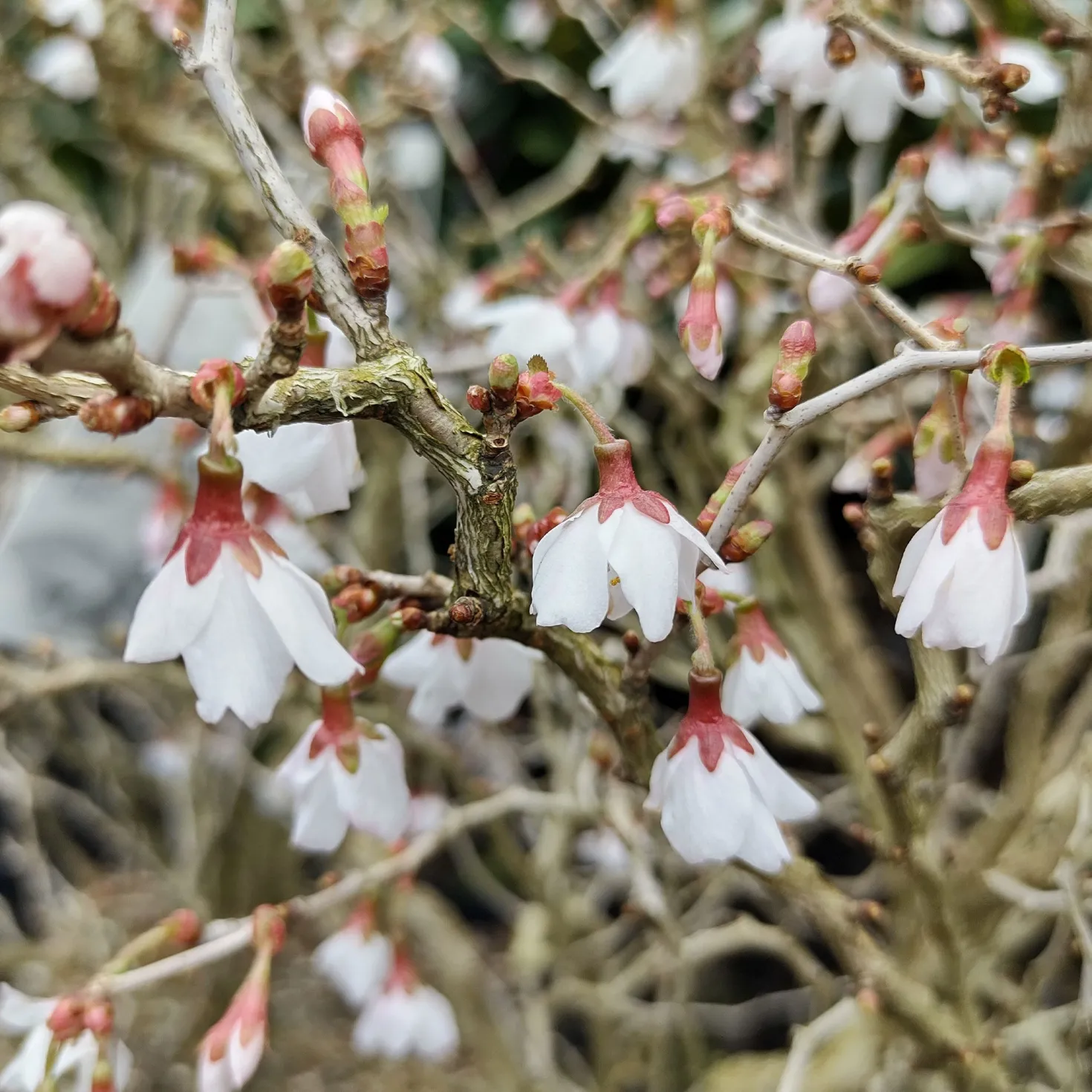 Japanische Zierkirsche ‘Kojo-no-mai’ - Blütenzauber im Miniformat
