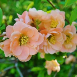 Japanische Zierquitte Geisha Girl - Gefüllte Blüten im Frühling