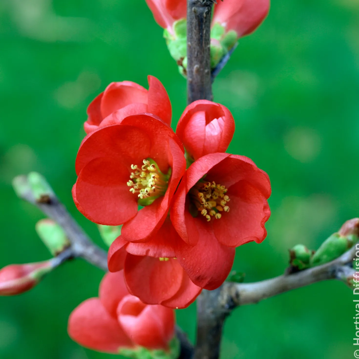 Japanische Zierquitte Rubra - Feuerrote Blüten im März