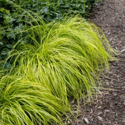 Japan-Segge Everillo - Sofort leuchtende Farbe
