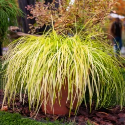 Japan-Segge Everillo - Sofort leuchtende Farbe
