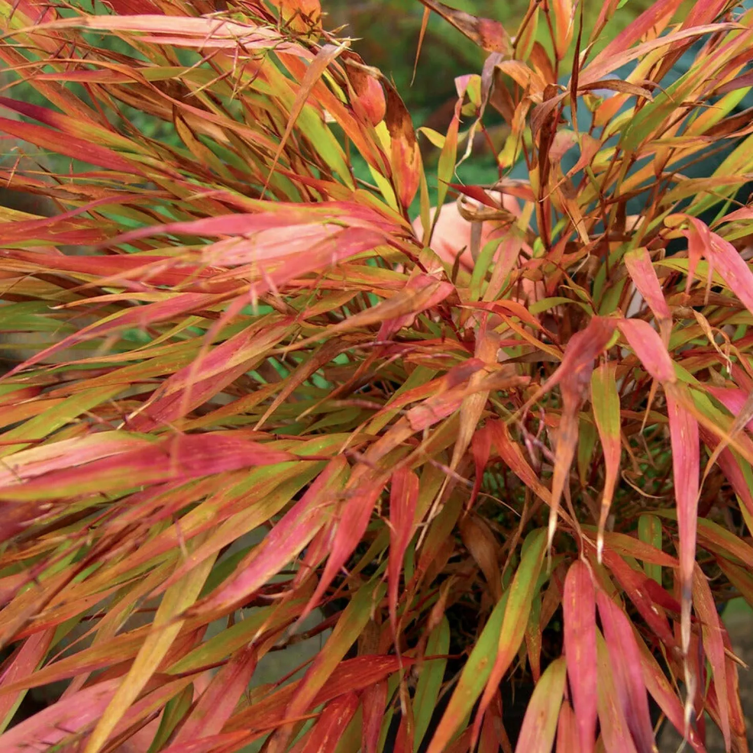Japanwaldgras ‘Nicolas’ - Herbstfarben ohne Aufwand