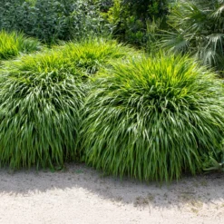 Japanwaldgras - Sanftes Grün für den Schatten