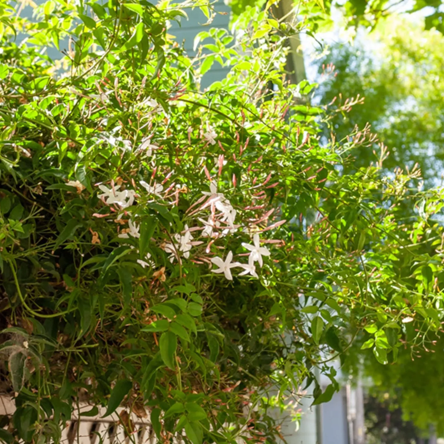Jasmin - Duft und Blüten sofort