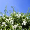 Jasmin-Nachtschatten (Solanum jasminoides) - Blüten den ganzen Sommer