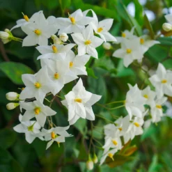 Jasmin-Nachtschatten (Solanum jasminoides) - Blüten den ganzen Sommer