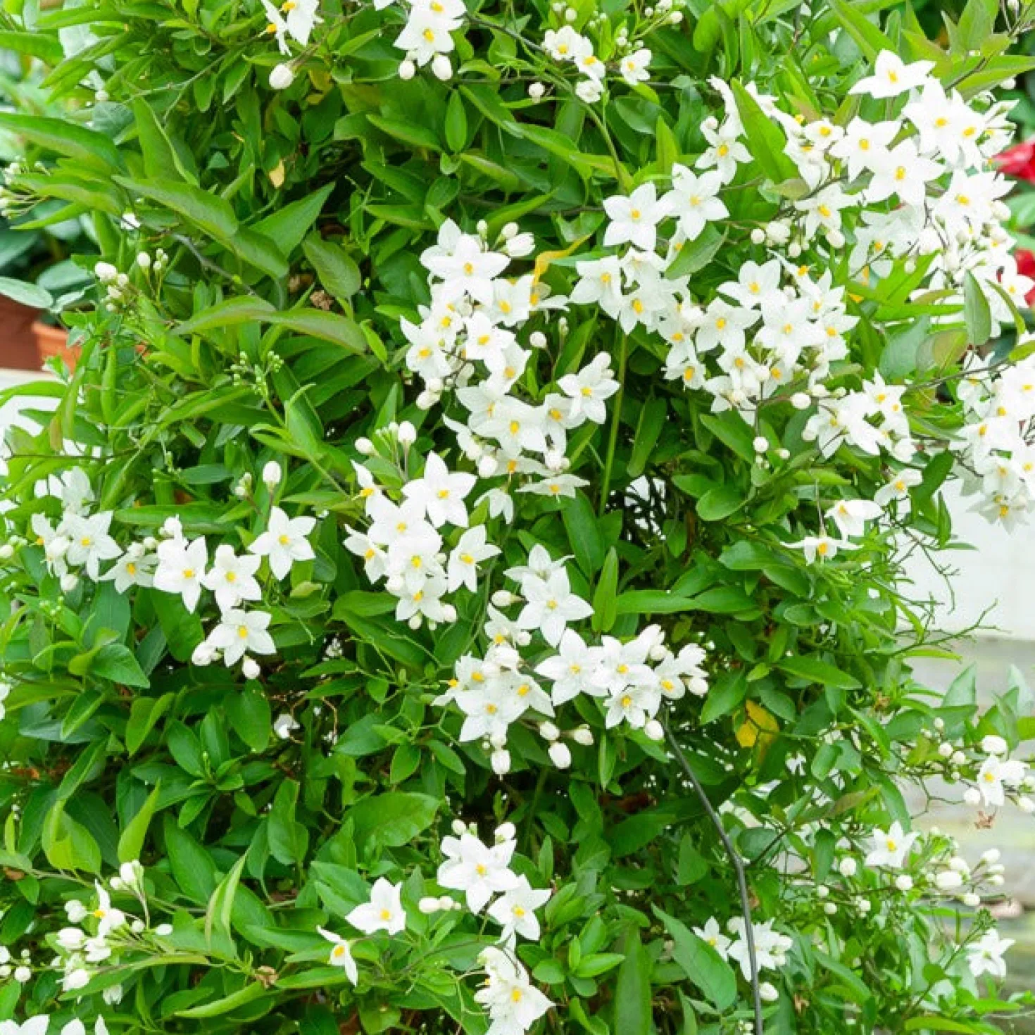 Jasmin-Nachtschatten (Solanum jasminoides) - Blüten den ganzen Sommer