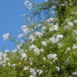 Jasmin-Nachtschatten (Solanum jasminoides) - Blüten den ganzen Sommer