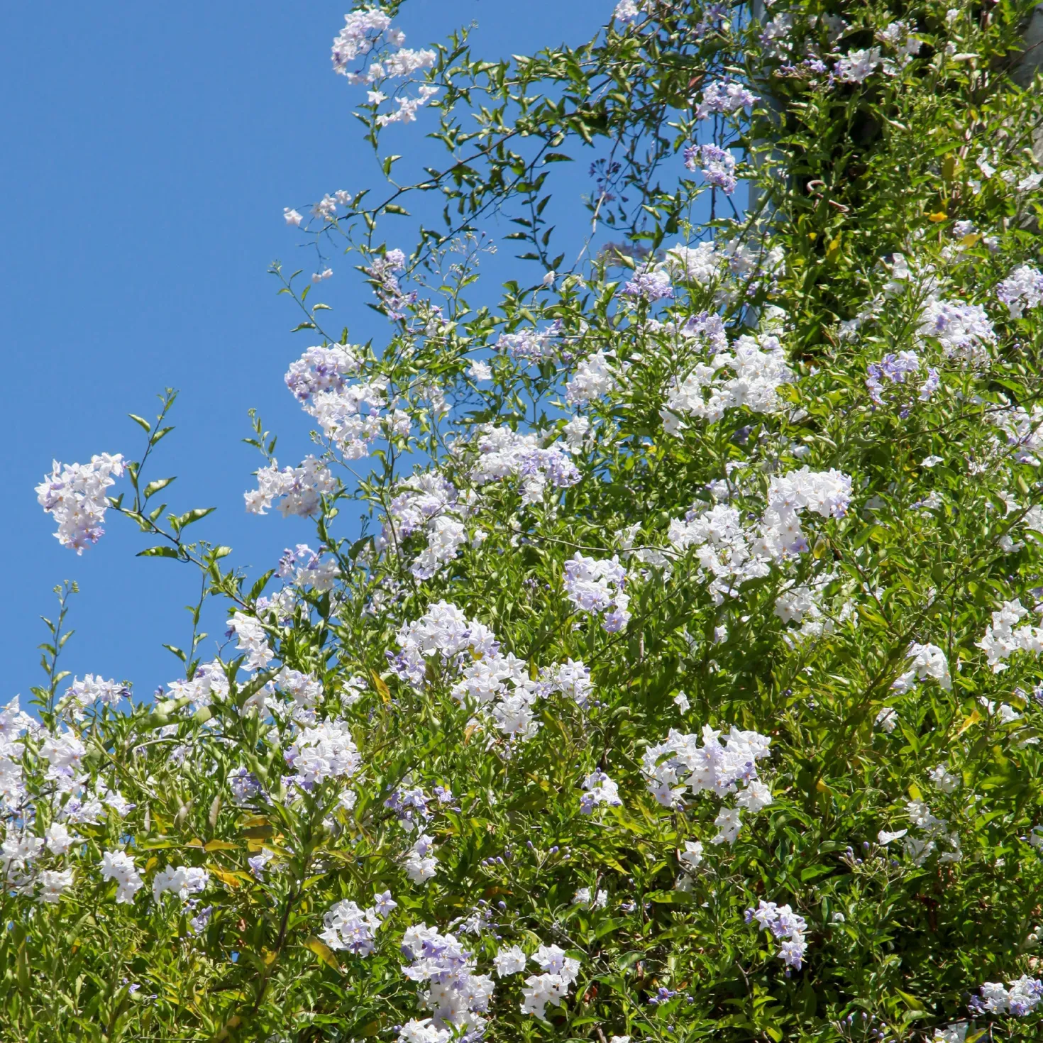 Jasmin-Nachtschatten (Solanum jasminoides) - Blüten den ganzen Sommer