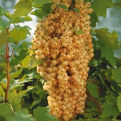 Johannisbeere Blanka (x2) - Weiße Beeren ohne Aufwand