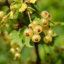 Johannisbeere Blanka (x2) - Weiße Beeren ohne Aufwand