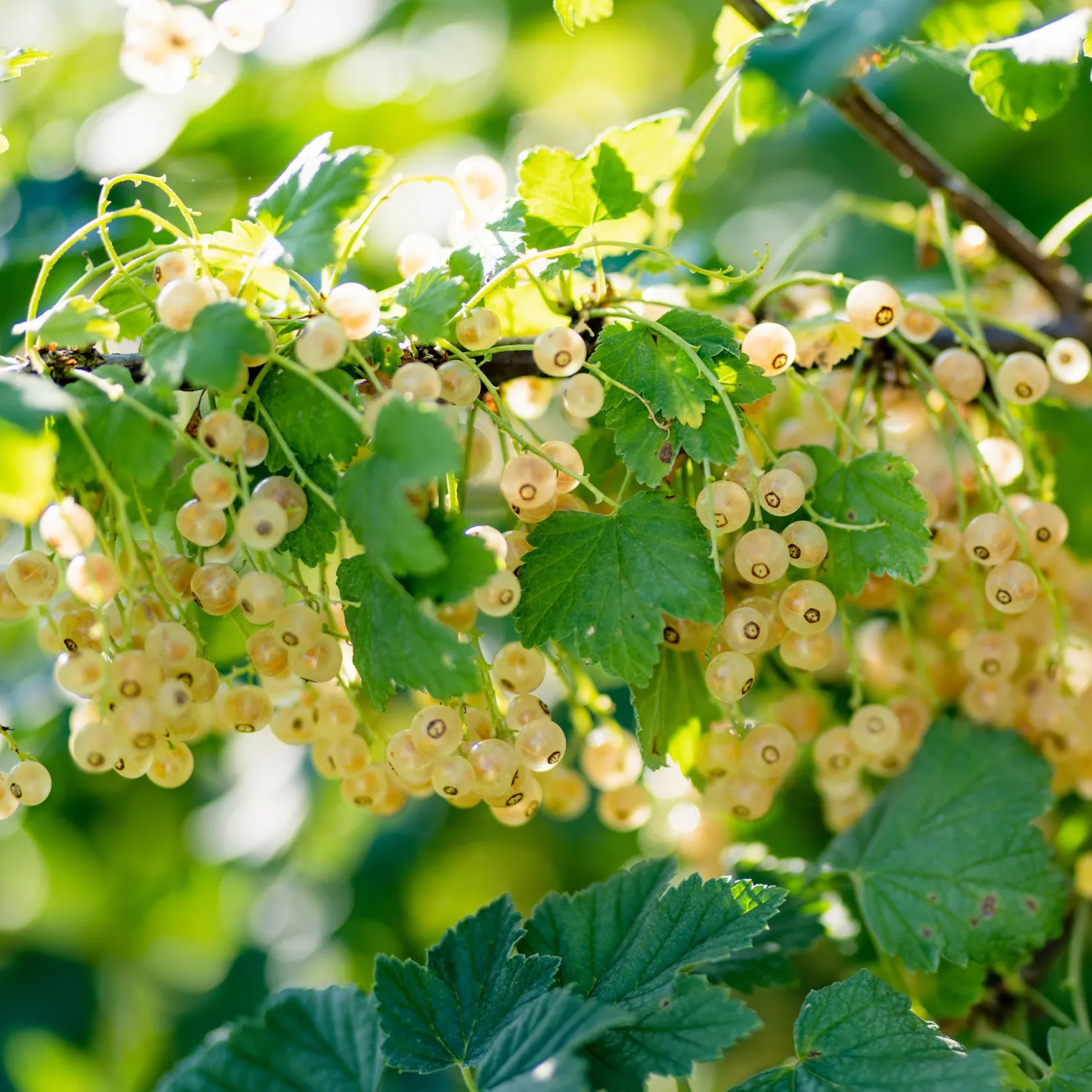 Johannisbeere Blanka (x2) - Weiße Beeren ohne Aufwand