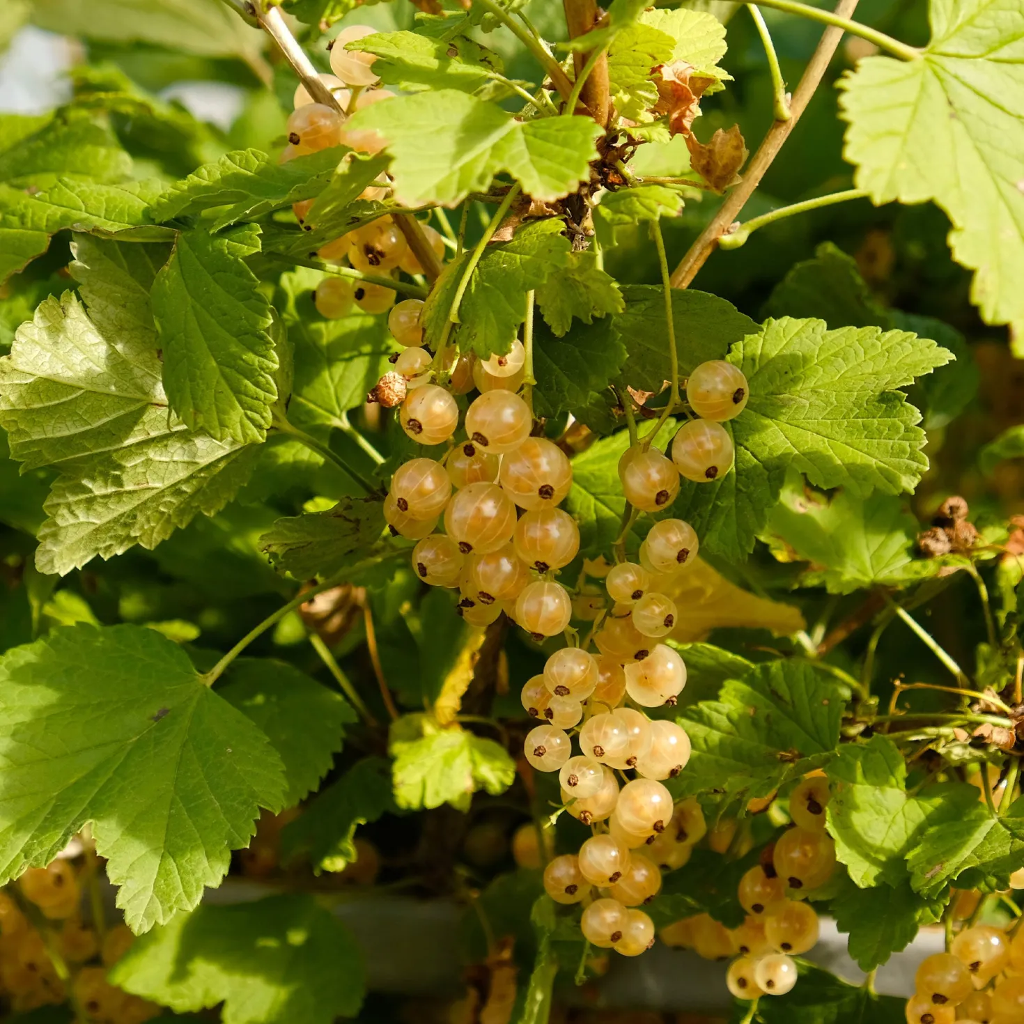 Johannisbeere Blanka (x2) - Weiße Beeren ohne Aufwand