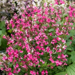 Johannisbeer-Salbei Pink Dream - Rosa Blüten den ganzen Sommer