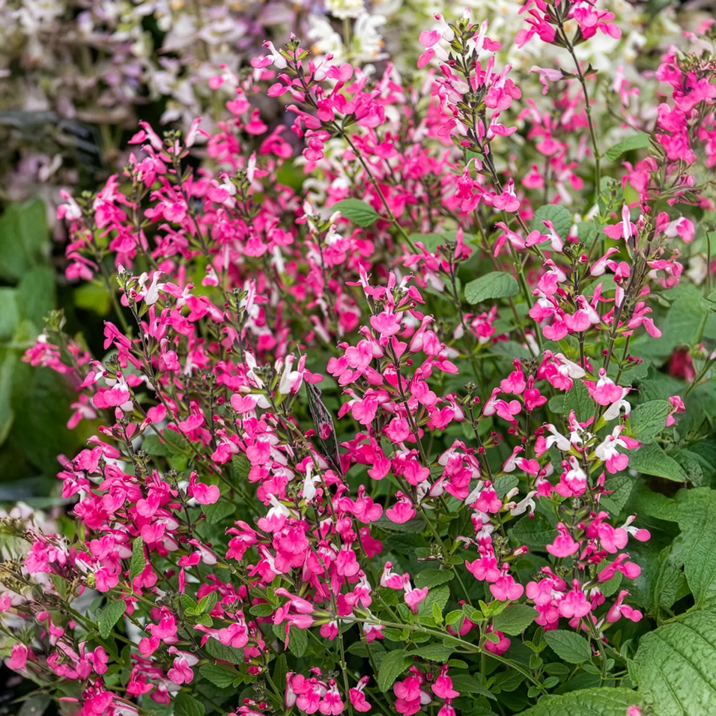Johannisbeer-Salbei Pink Dream - Rosa Blüten den ganzen Sommer