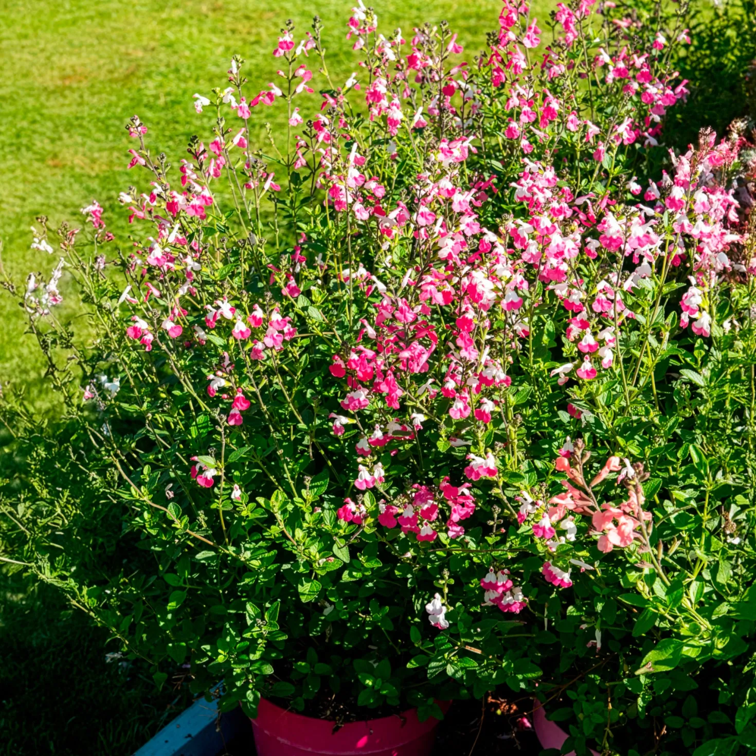 Johannisbeer-Salbei Pink Dream - Rosa Blüten den ganzen Sommer