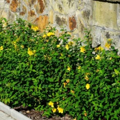 Johanniskraut Hidcote - Gelbe Blüten den ganzen Sommer
