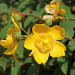 Johanniskraut Hidcote - Gelbe Blüten den ganzen Sommer