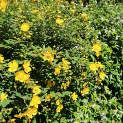 Johanniskraut Hidcote - Gelbe Blüten den ganzen Sommer