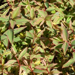 Johanniskraut Tricolor - Buntes Laub, gelbe Blüten