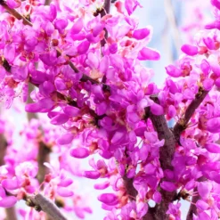 Judasbaum - Blüten direkt am Stamm
