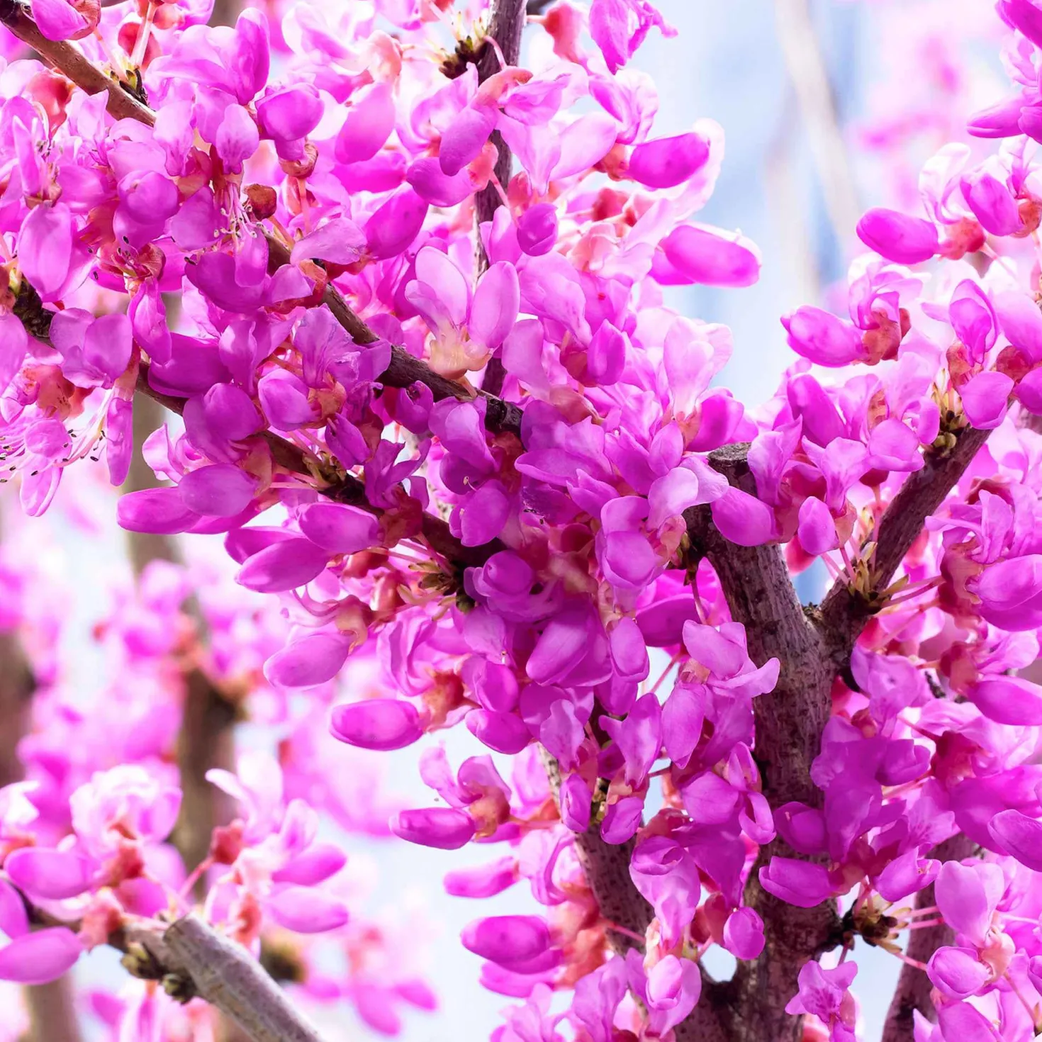 Judasbaum - Blüten direkt am Stamm