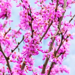 Judasbaum - Blüten direkt am Stamm