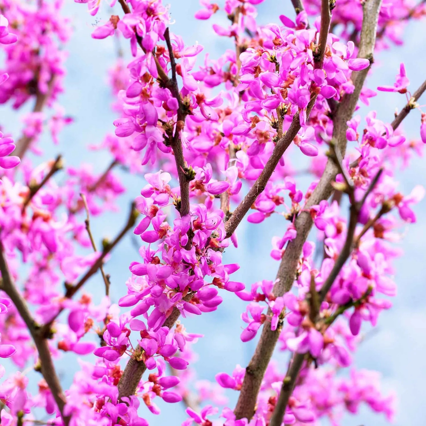 Judasbaum - Blüten direkt am Stamm