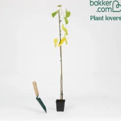 Judasbaum - Blüten direkt am Stamm