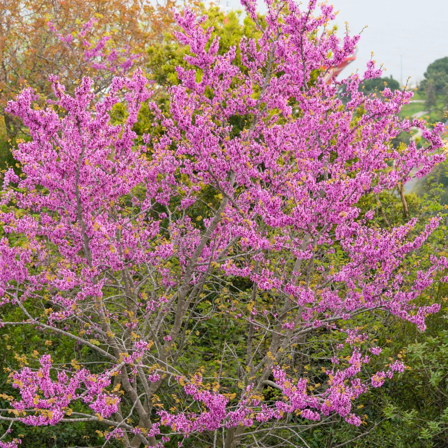 Judasbaum - Blüten direkt am Stamm