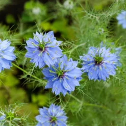 Jungfer im Grünen ‘Miss Jekyll Blue’ - Zartes Blau, das begeistert
