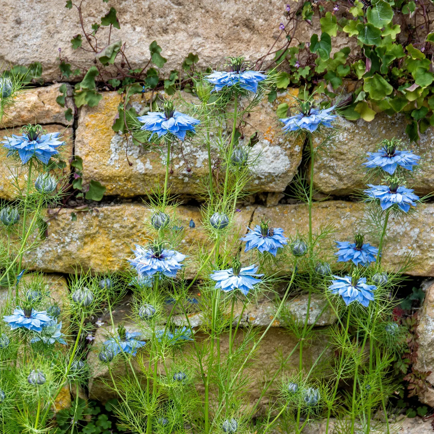 Jungfer im Grünen ‘Miss Jekyll Blue’ - Zartes Blau, das begeistert