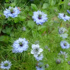 Jungfer im Grünen ‘Miss Jekyll Blue’ - Zartes Blau, das begeistert