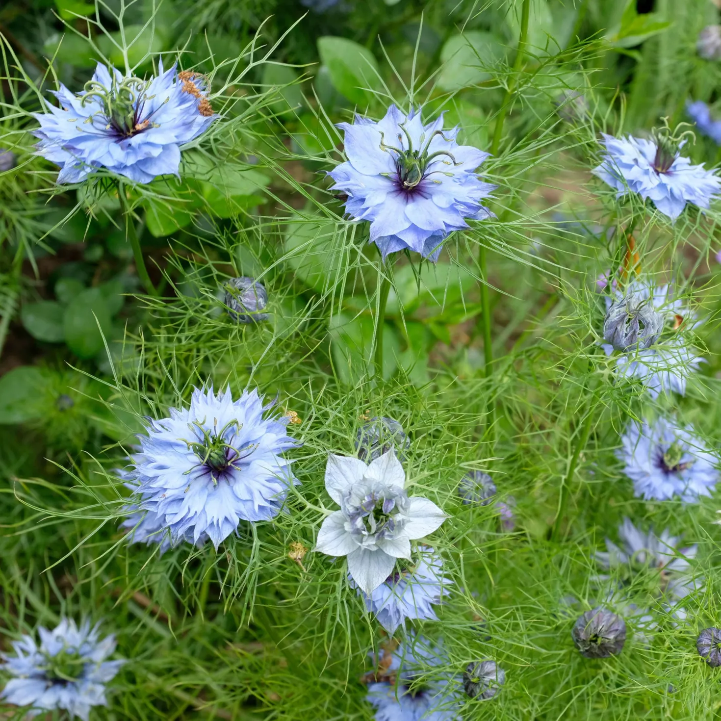Jungfer im Grünen ‘Miss Jekyll Blue’ - Zartes Blau, das begeistert