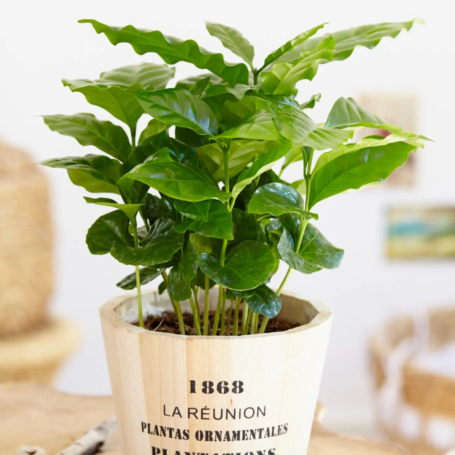 Kaffeepflanze Coffea - Eigene Kaffeebohnen zu Hause