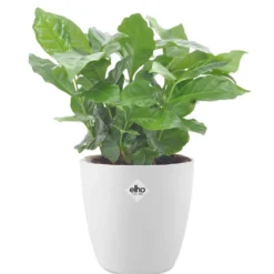 Kaffeepflanze in weißem Blumentopf - Dekorative Pflanze für tropische Räume
