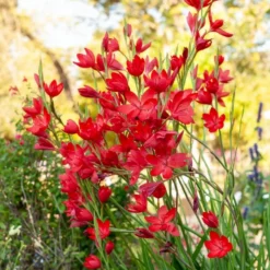Kaffernlilie 'Major' - Rote Blüten bis in den Herbst