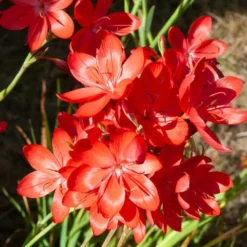 Kaffernlilie 'Major' - Rote Blüten bis in den Herbst